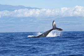 Hispalense - Spanisch lernen und Wale beobachten in Tarifa