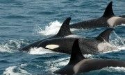Hispalense Tarifa - Sprachkurs und Wale beobachten