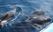 Wale beobachten in Tarifa
